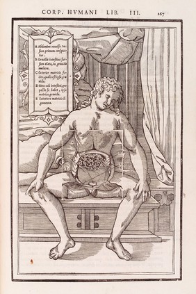 Anatomical figure showing the intestines and abdomen