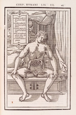 view Anatomical figure showing the intestines and abdomen