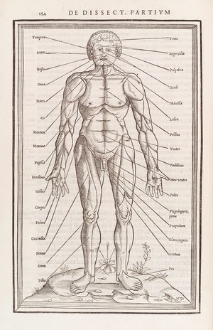 view Anatomical figure displaying the Latin terms for parts of the body