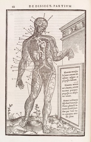 view Anatomical figure displaying the anterior veins of the body