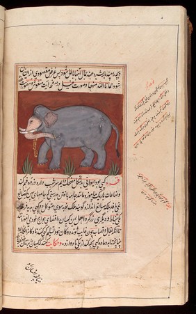 An Indian Elephant taken from a Persian manuscript on the natural sciences in Nasta'liq script