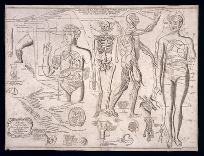 Anatomy of the principal parts of the human body. Engraving by J. Blanchin after J. Dumoulin, 1679.