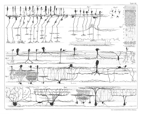 Die Retina der Wirbelthiere : Untersuchungen mit der Golgi-Cajal'schen Chromsilbermethode und der Ehrlich'schen Methylenblaufärbung / nach Arbeiten von S. Ramon y Cajal ; in Verbindung mit dem Verfasser zusammengestellt, übersetzt und mit Einleitung versehen von Richard Greeff.