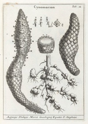 view Line drawing of Cynomorion.