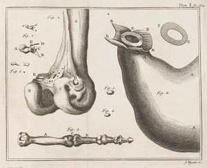 view Various depictions of bones.