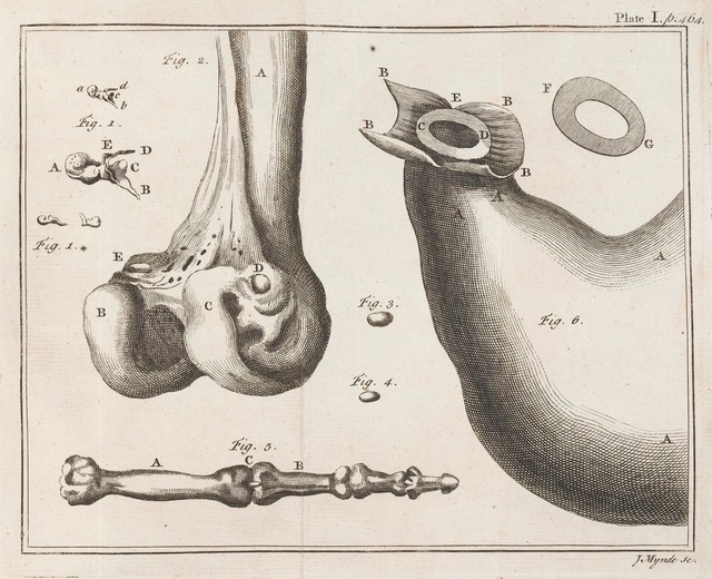 Various depictions of bones.