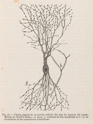 Textura del sistema nervioso del hombre y de los vertebrados : estudios sobre el plan estructural y composición histológica de los centros nerviosos adicionados de consideraciones fisiológicas fundadas en los nuevos descubrimentos / [Santiago Ramón y Cajal].