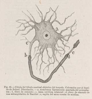 Textura del sistema nervioso del hombre y de los vertebrados : estudios sobre el plan estructural y composición histológica de los centros nerviosos adicionados de consideraciones fisiológicas fundadas en los nuevos descubrimentos / [Santiago Ramón y Cajal].