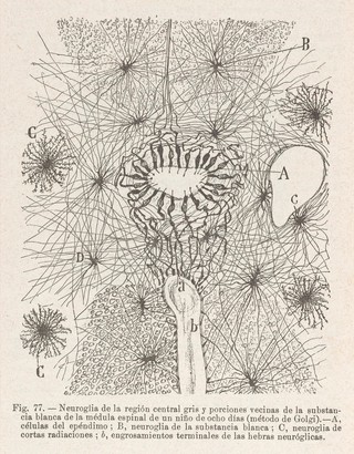Textura del sistema nervioso del hombre y de los vertebrados : estudios sobre el plan estructural y composición histológica de los centros nerviosos adicionados de consideraciones fisiológicas fundadas en los nuevos descubrimentos / [Santiago Ramón y Cajal].