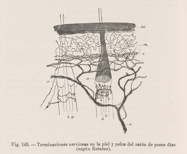 Textura del sistema nervioso del hombre y de los vertebrados : estudios sobre el plan estructural y composición histológica de los centros nerviosos adicionados de consideraciones fisiológicas fundadas en los nuevos descubrimentos / [Santiago Ramón y Cajal].