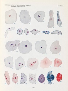 The sexual cycle in the human female as revealed by vaginal smears / George N. Papanicolaou.