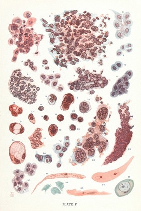 Drawings of human vaginal smears