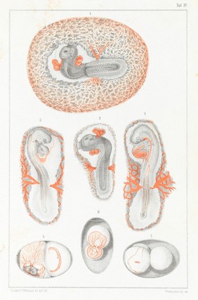 Untersuchungen über die Entstehung der Missbildungen zunächst in den Eiern der Vögel / von P.L. Panum.