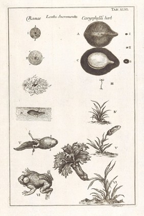 Johann Swammerdamm ... Bibel der Natur, worinnen die Insekten in gewisse Classen vertheilt, sorgfältig beschrieben, zergliedert, in saubern Kupferstichen vorgestellt, mit vielen Anmerkungen über die Seltenheiten der Natur erleutert, und zum beweis der allmacht und weisheit des sch·opfers angewendt werden. Nebst Hermann Boerhave Vorrede von dem Leben des Verfassers. Aus dem Holländischen übersetzt / [Jan Swammerdam].