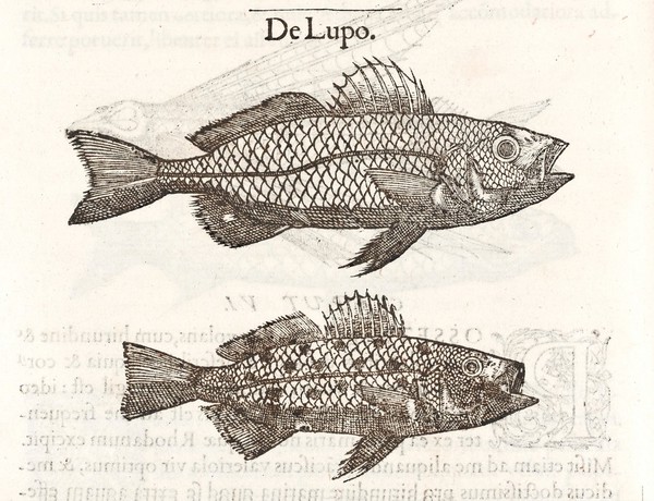 Gvlielmi Rondeletii ... Libri de piscibus marinis, in quibus verae piscium effigies expressae sunt ... / [Guillaume Rondelet].