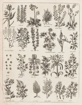 Culpeper's English physician ; and complete herbal ... Illustrated with notes and observations, critical and explanatory / By E. Sibly.