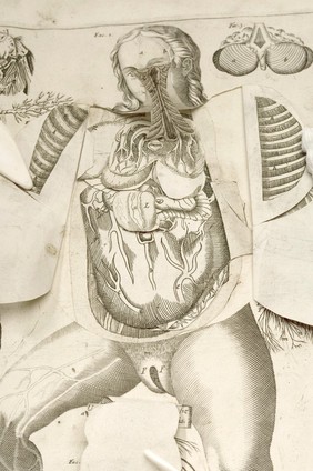 Female anatomical figure, with view of internal organs