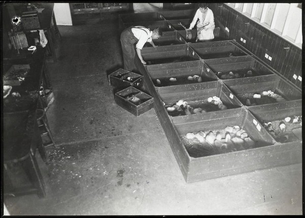 Guinea pigs in animal houses