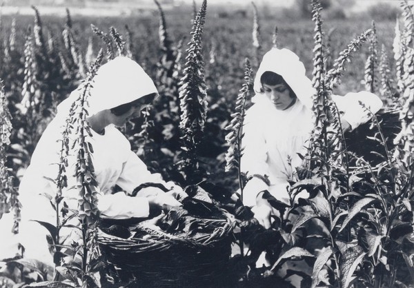 Girls harvesting foxgloves