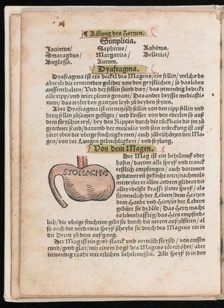 Ausslegung und Beschreybung der Anatomi, oder, warhafften Abconterfetung eines inwendigen Cörpers des Manns und Weybes : mit Erklerung seiner innerlichen Gelider, wie und wo hyn ein yedes von Gott erschaffen un[d] geordnet, das menschlich Leben zu auffenthalten / [Attrib. to Heinrich Vogtherr].