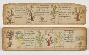 view Tibetan plant manuscript