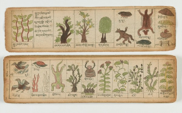Tibetan plant manuscript