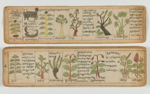 view Tibetan plant manuscript