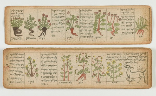 Tibetan plant manuscript