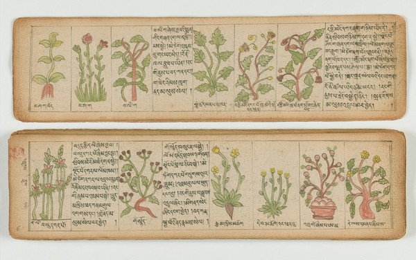 Tibetan plant manuscript
