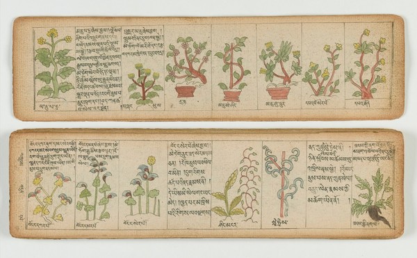 Tibetan plant manuscript