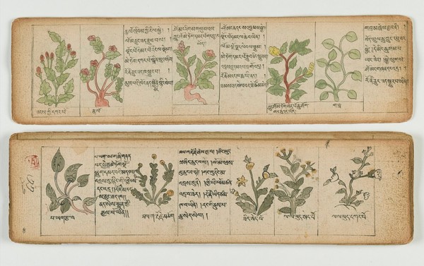Tibetan plant manuscript