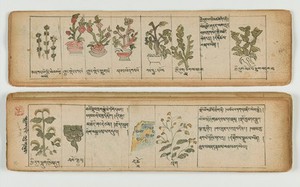 view Tibetan plant manuscript
