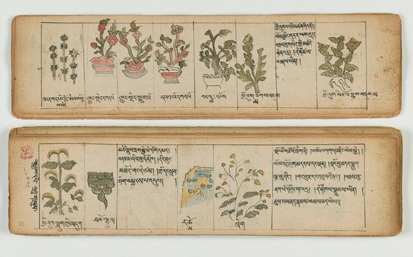 Tibetan plant manuscript