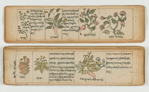 Tibetan plant manuscript