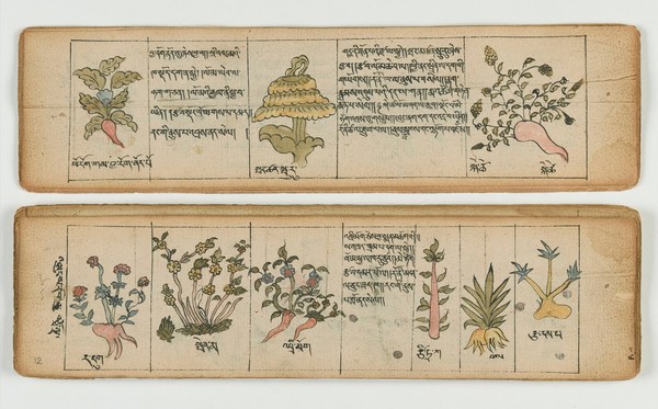 Tibetan plant manuscript