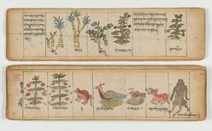 view Tibetan plant manuscript