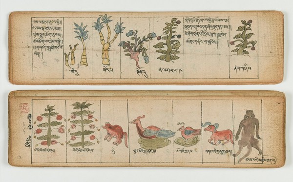 Tibetan plant manuscript