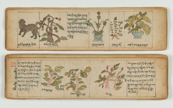 Tibetan plant manuscript