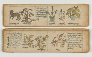 view Tibetan plant manuscript