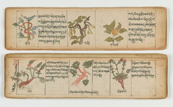 Tibetan plant manuscript