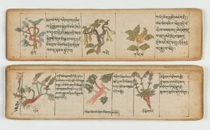 view Tibetan plant manuscript