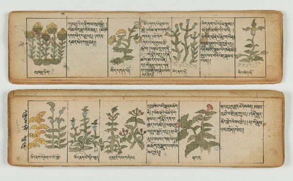 Tibetan plant manuscript