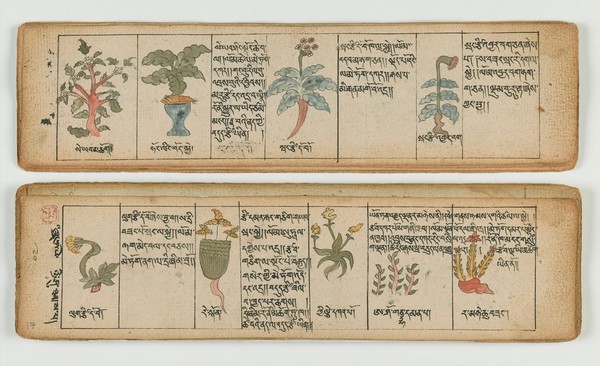 Tibetan plant manuscript