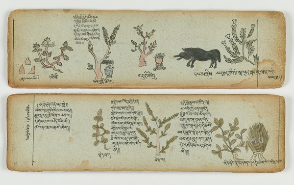 Tibetan plant manuscript