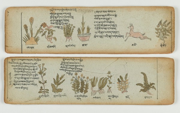 Tibetan plant manuscript