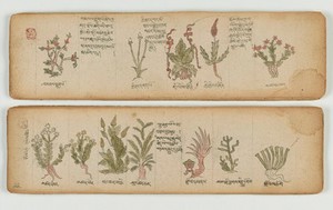 view Tibetan plant manuscript