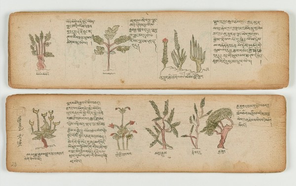 Tibetan plant manuscript