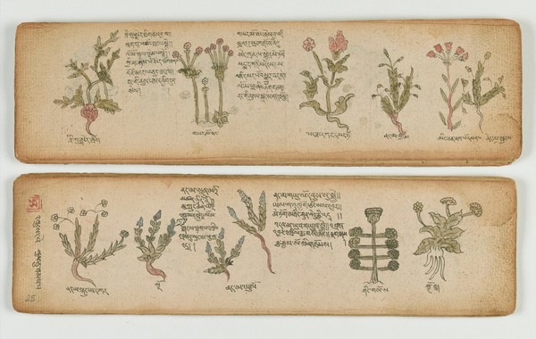 Tibetan plant manuscript