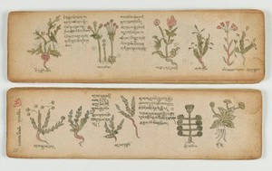 view Tibetan plant manuscript