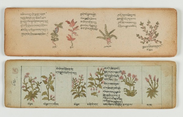 Tibetan plant manuscript